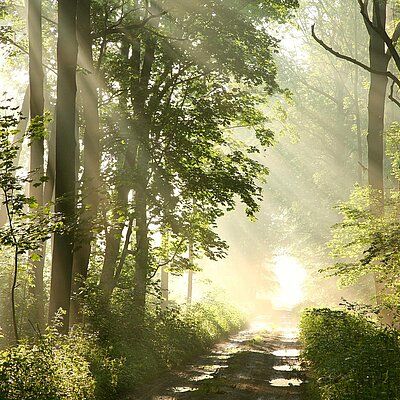 Lichtstrahlen fallen durch dichte Baumkronen auf einen schlammigen Waldweg.